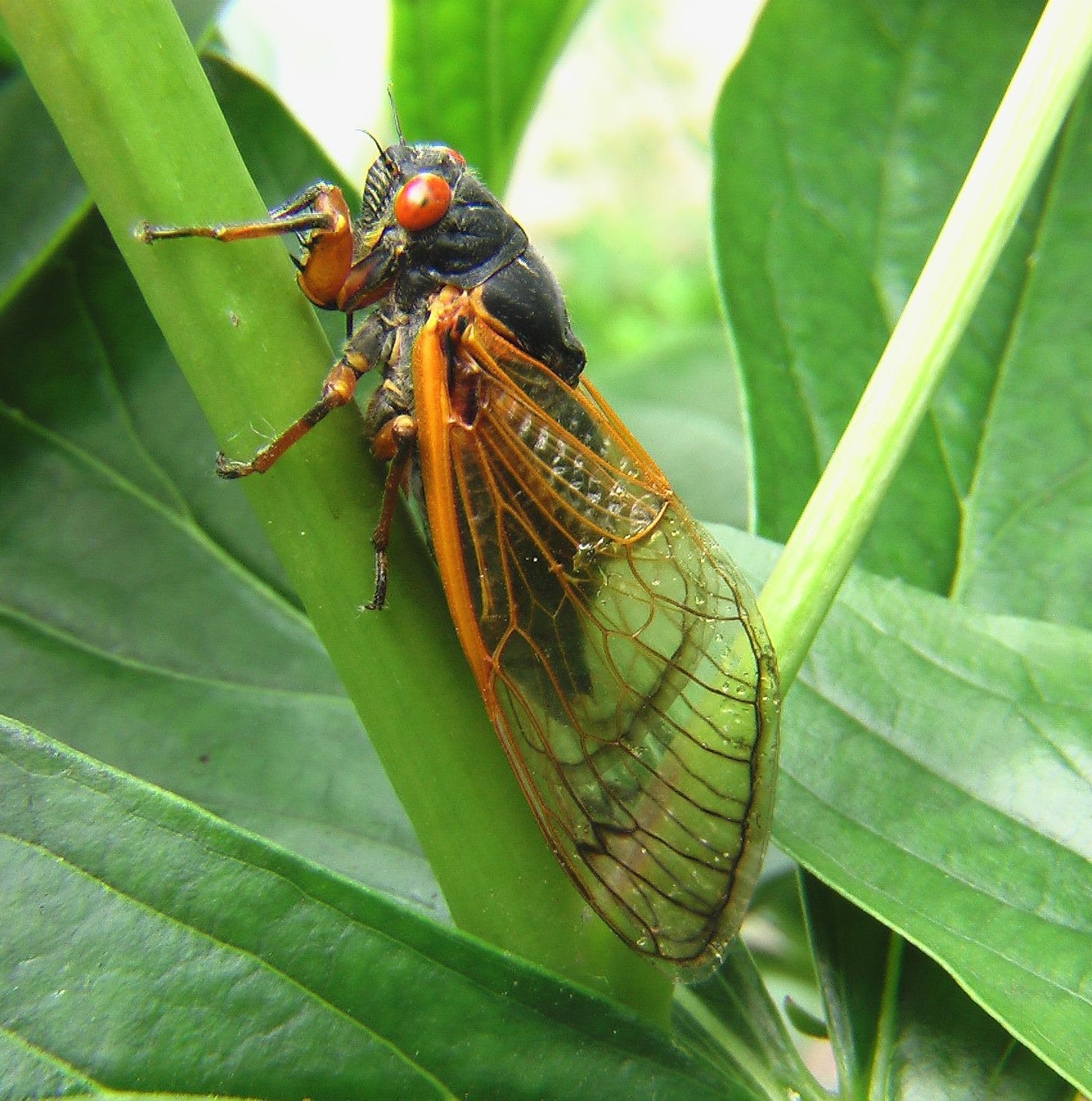 Cicade op een blad